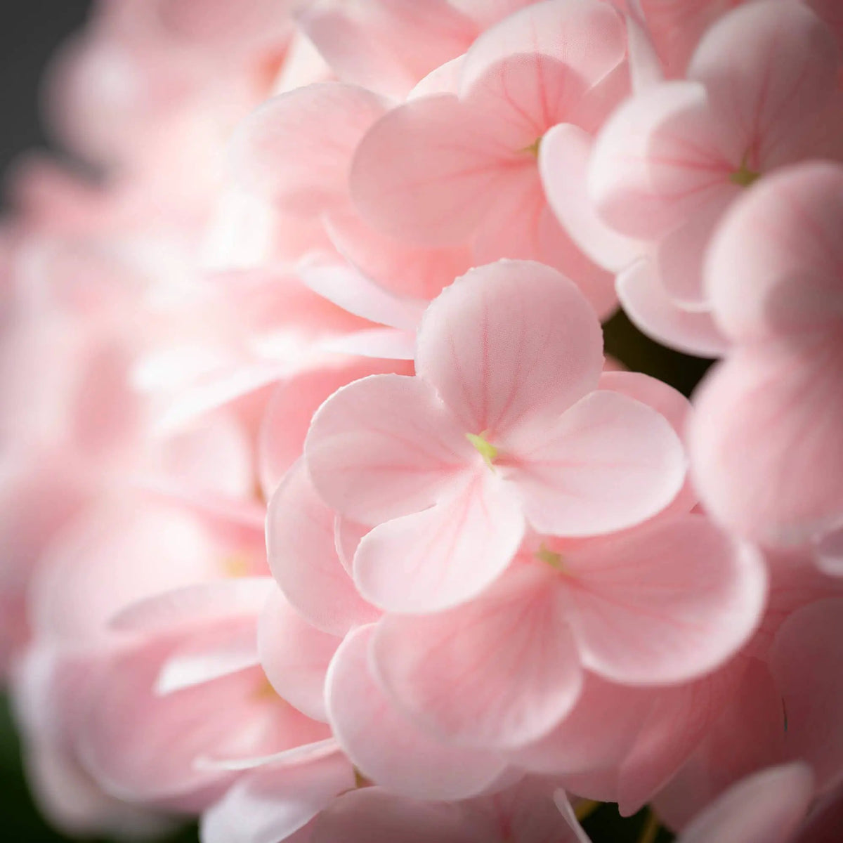 FRESHCUT VIVID PINK SPRING HYDRANGEA by Sullivans Home Decor