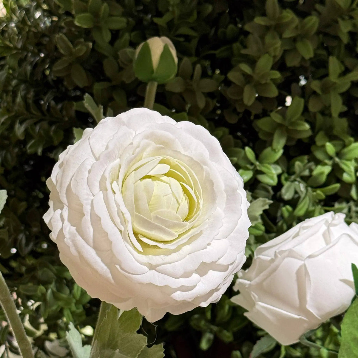 Real Touch Ranunculus - White - 19 Inch by Mills Floral Company