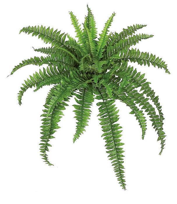 46" Medium Boston Fern - 49th & Magnolia