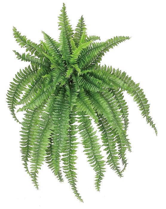 56" Large Boston Fern - 49th & Magnolia