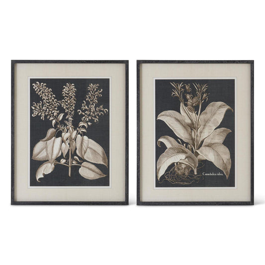 31.5 Inch Wood Framed Black & White Olive Prints (2 Styles)