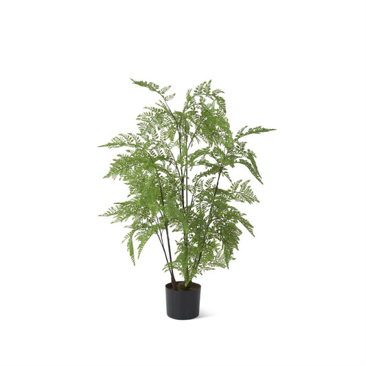 3' Potted Fern Tree - 49th & Magnolia