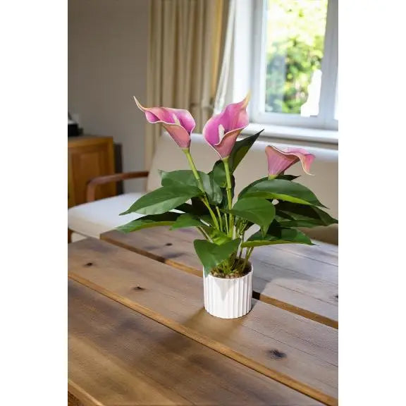 Purple Calla Lilly Pot 19in