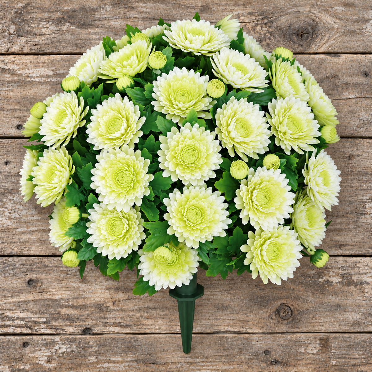 UV Resistant Mum Bush (Assorted Colors)